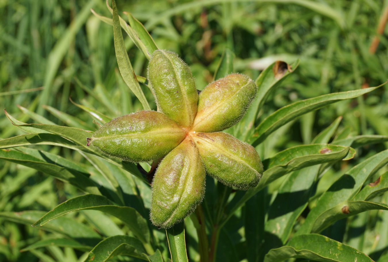 Image of Paeonia anomala specimen.