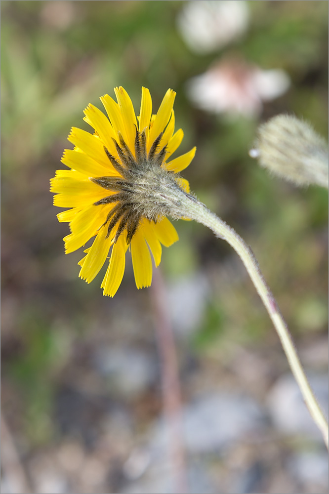 Image of Scorzoneroides autumnalis specimen.