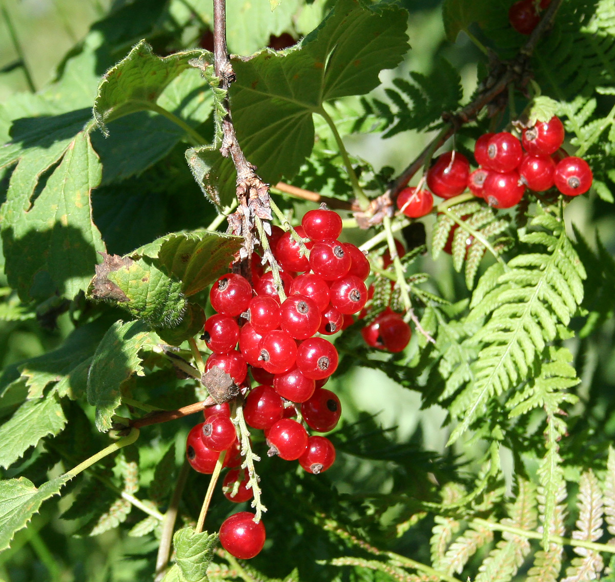 Image of Ribes atropurpureum specimen.