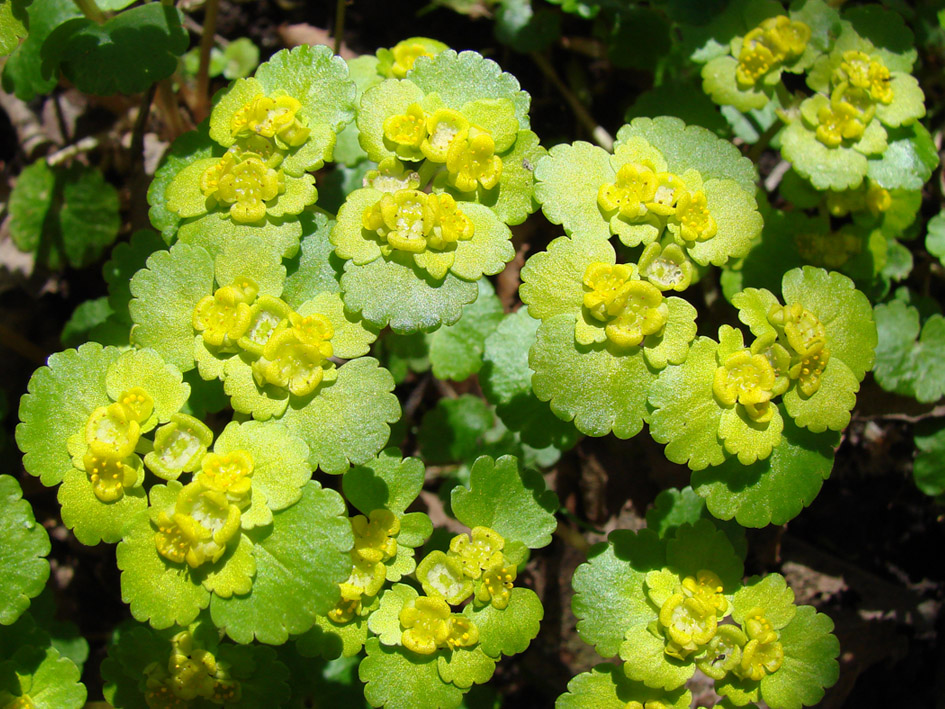 Image of Chrysosplenium alternifolium specimen.