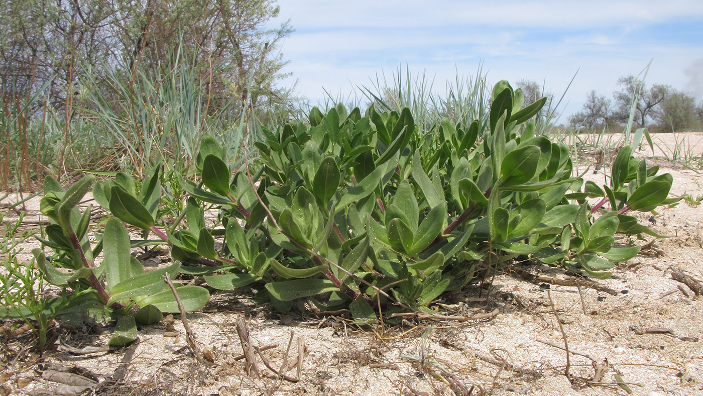 Image of Gypsophila perfoliata specimen.