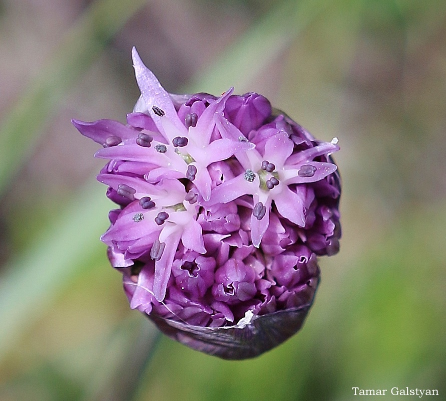 Image of Allium woronowii specimen.