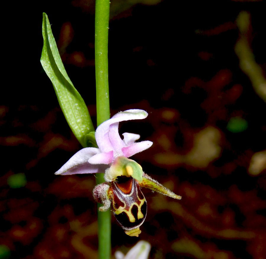 Image of Ophrys oestrifera specimen.