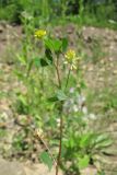 Trifolium dubium. Верхушка побега с соцветиями и соплодием. Краснодарский край, Абинский р-н, окр. пос. Новый, небольшой луг. 10.06.2016.