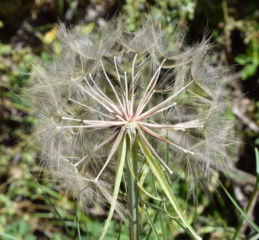 Изображение особи Tragopogon vvedenskyi.