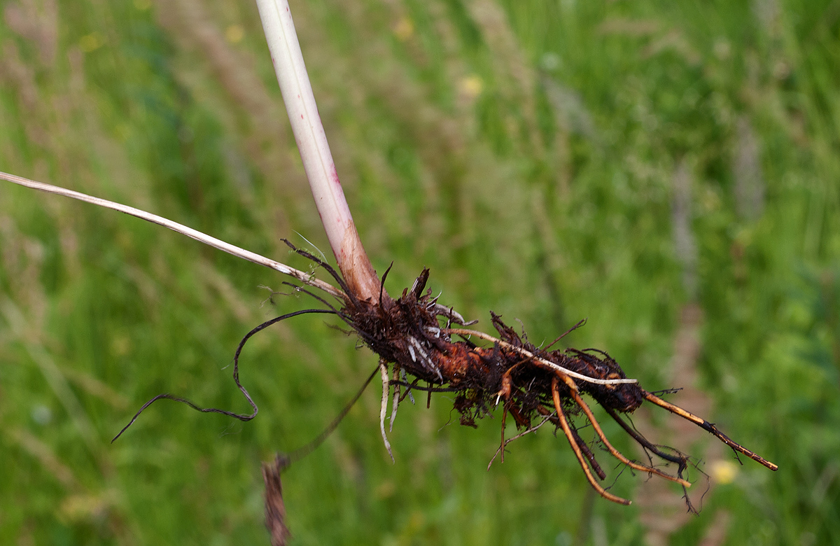 Image of Rumex acetosa specimen.