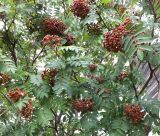 Sorbus aucuparia подвид glabrata. Крона с созревающими гроздьями ягод. Кольский п-ов, Восточный Мурман, Дальние Зеленцы. 16.08.2016.