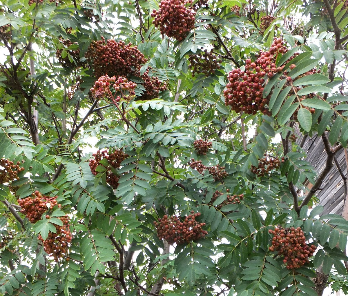 Image of Sorbus aucuparia ssp. glabrata specimen.