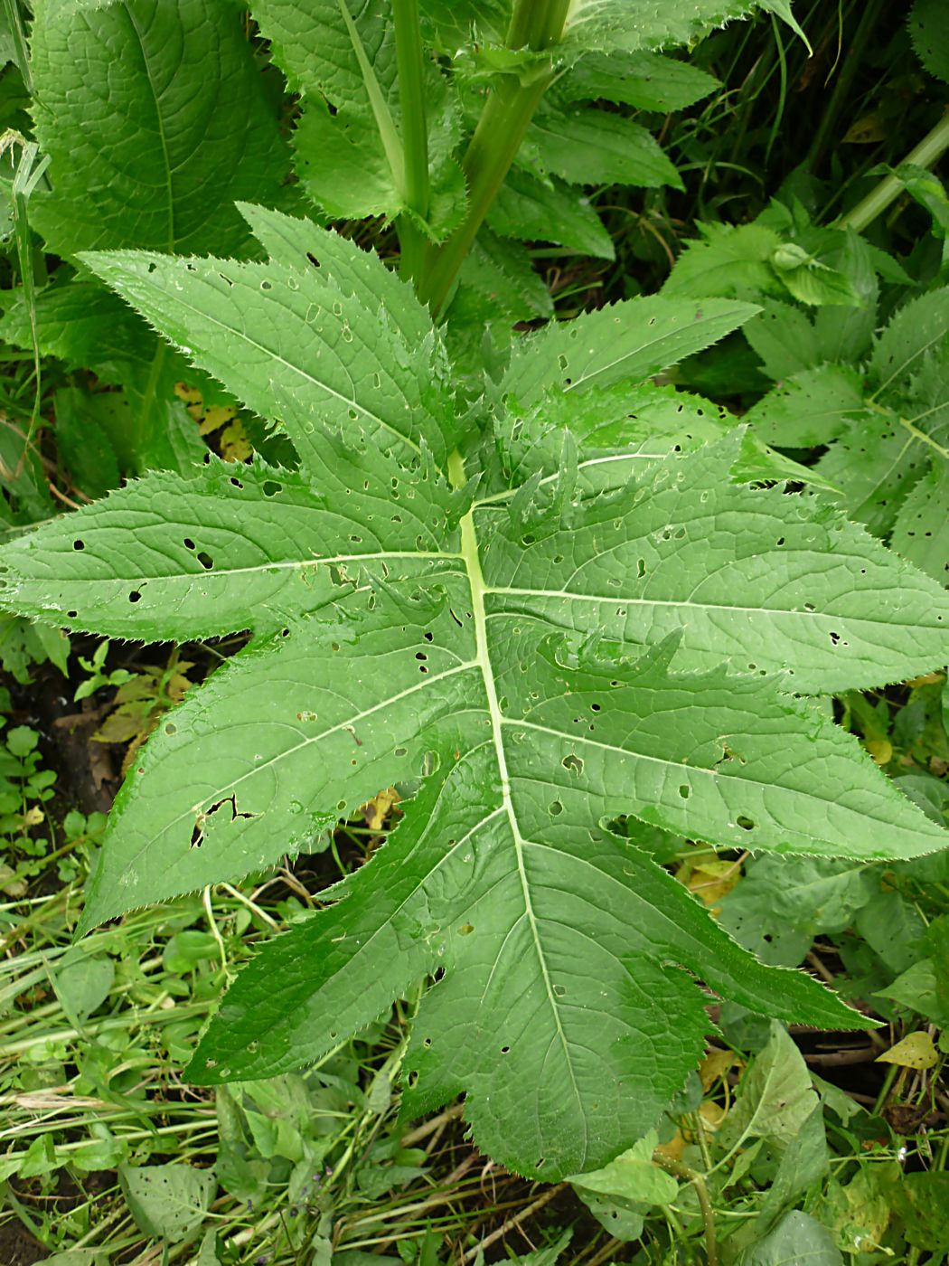 Image of Cirsium oleraceum specimen.