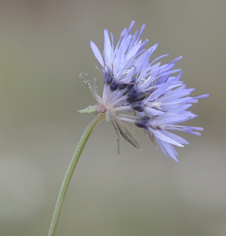 Image of Jasione heldreichii specimen.