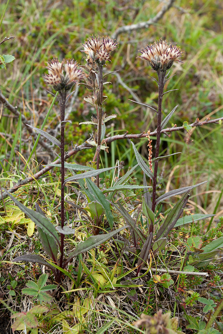 Image of Saussurea alpina specimen.