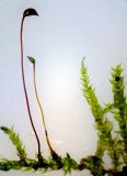 Смотреть изображение Cirriphyllum piliferum