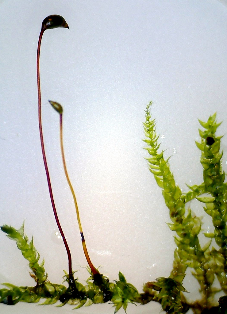 Image of Cirriphyllum piliferum specimen.