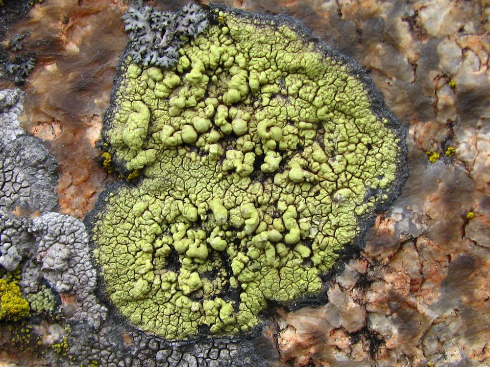 Image of class Lecanoromycetes specimen.