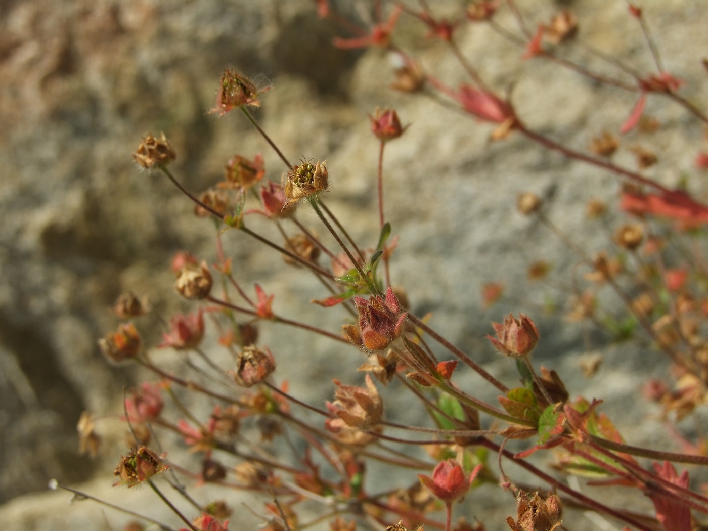 Image of Potentilla fragiformis specimen.