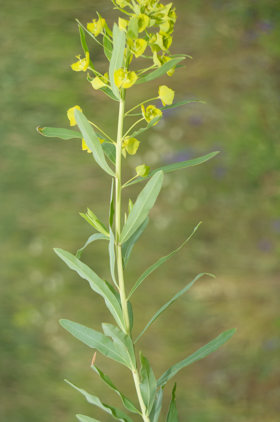 Image of Euphorbia virgata specimen.