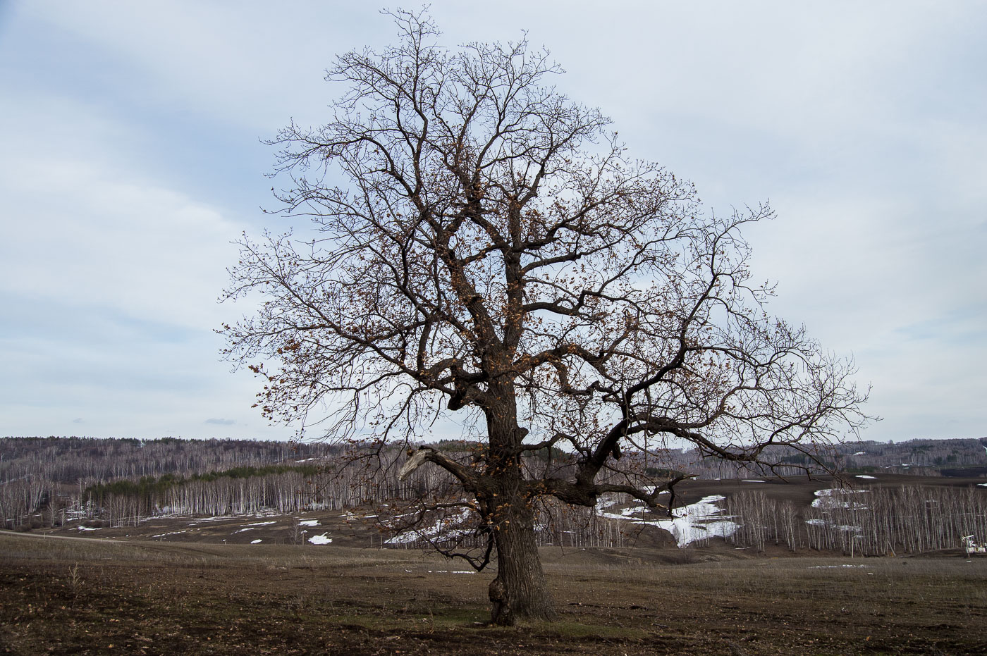 Image of Quercus robur specimen.