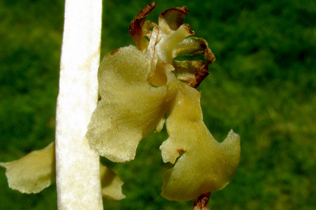 Image of Neottia krasnojarica specimen.