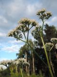 Valeriana officinalis. Верхушка растения с соцветиями. Московская обл., городской округ Балашиха, окр. дер. Чёрное, луг у ж.-д. платформы Заря. 17.07.2017.