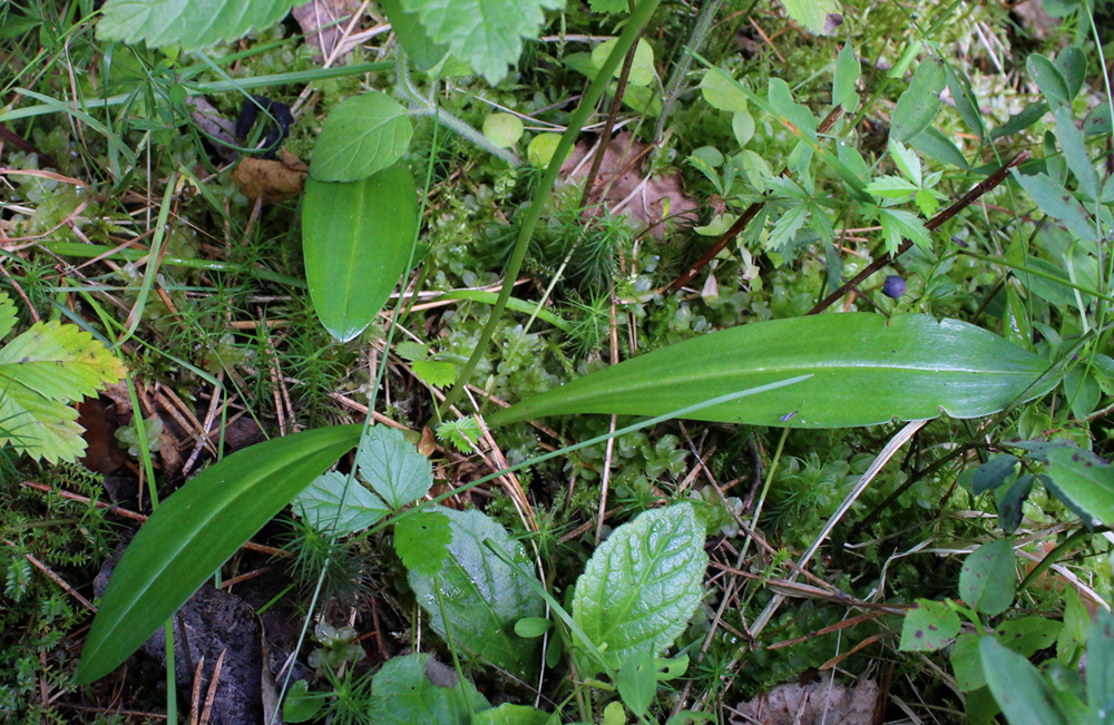 Image of Platanthera bifolia specimen.