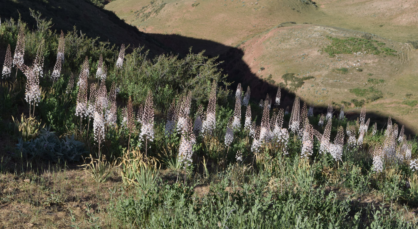 Image of Eremurus olgae specimen.