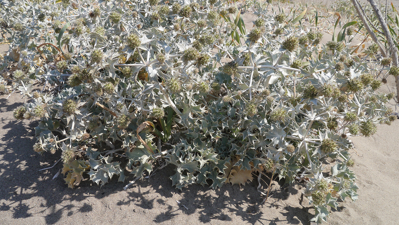 Image of Eryngium maritimum specimen.