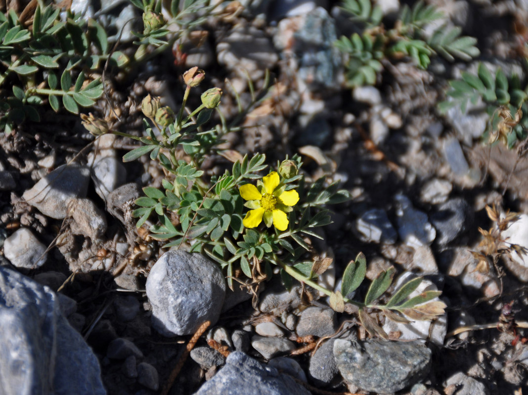 Image of Potentilla orientalis specimen.