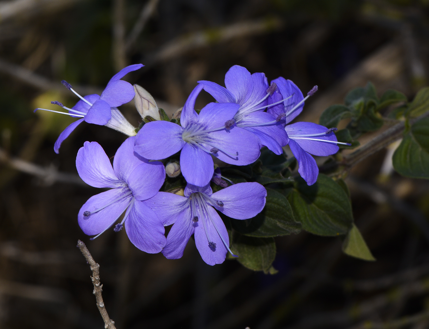 Image of Barleria obtusa specimen.