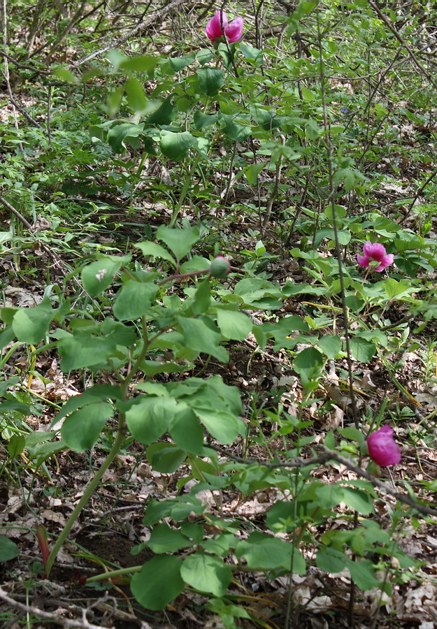 Изображение особи Paeonia daurica.