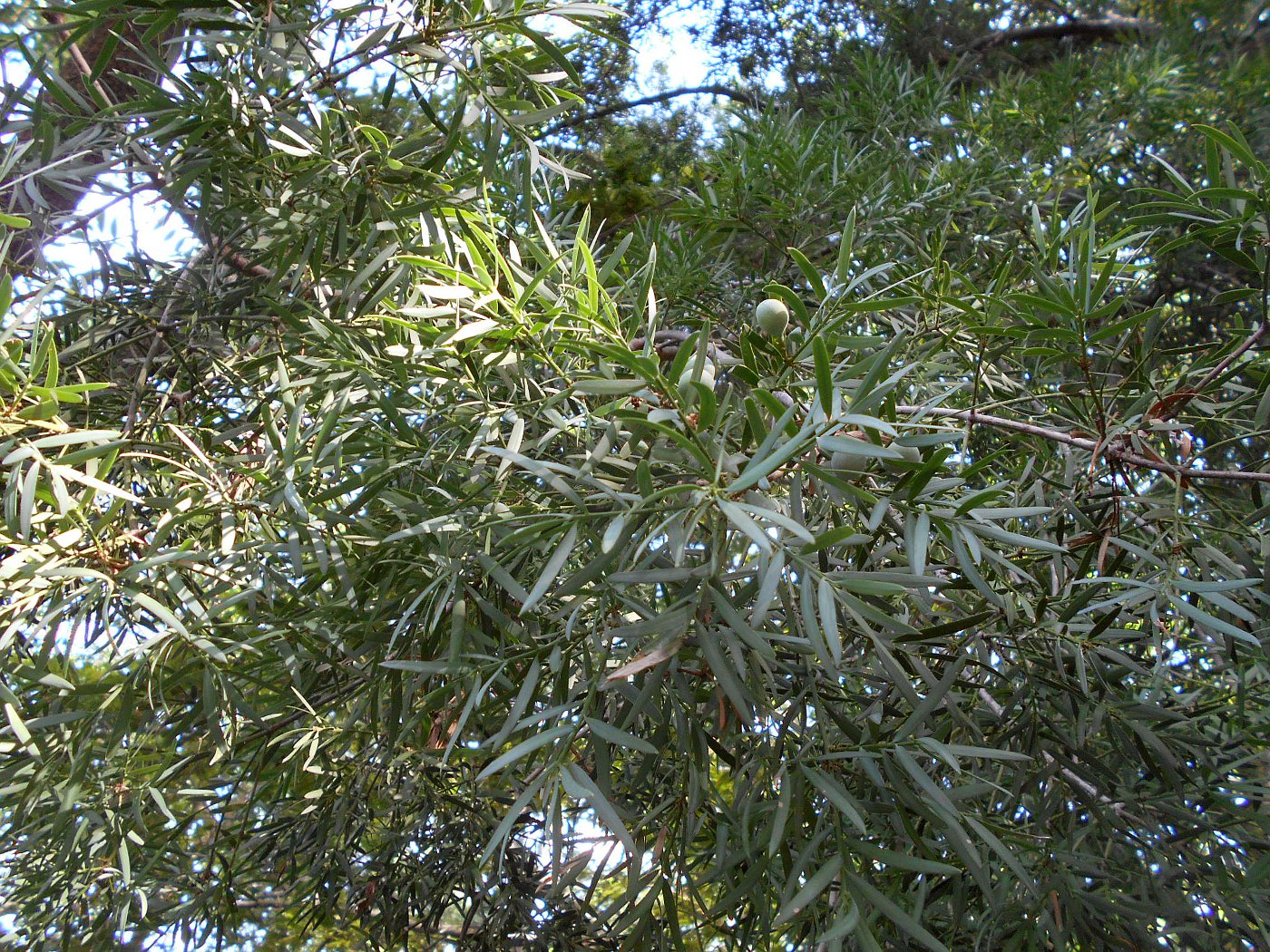 Image of Afrocarpus falcatus specimen.