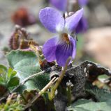 genus Viola. Цветок. Азербайджан, Гахский р-н, долина р. Курмухчай, окраина с. Илису. 8 апреля 2017 г.