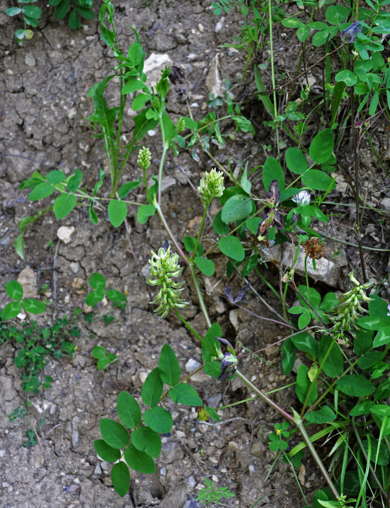 Image of Astragalus glycyphyllos specimen.