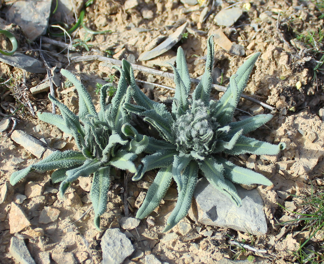 Image of Caccinia macranthera specimen.