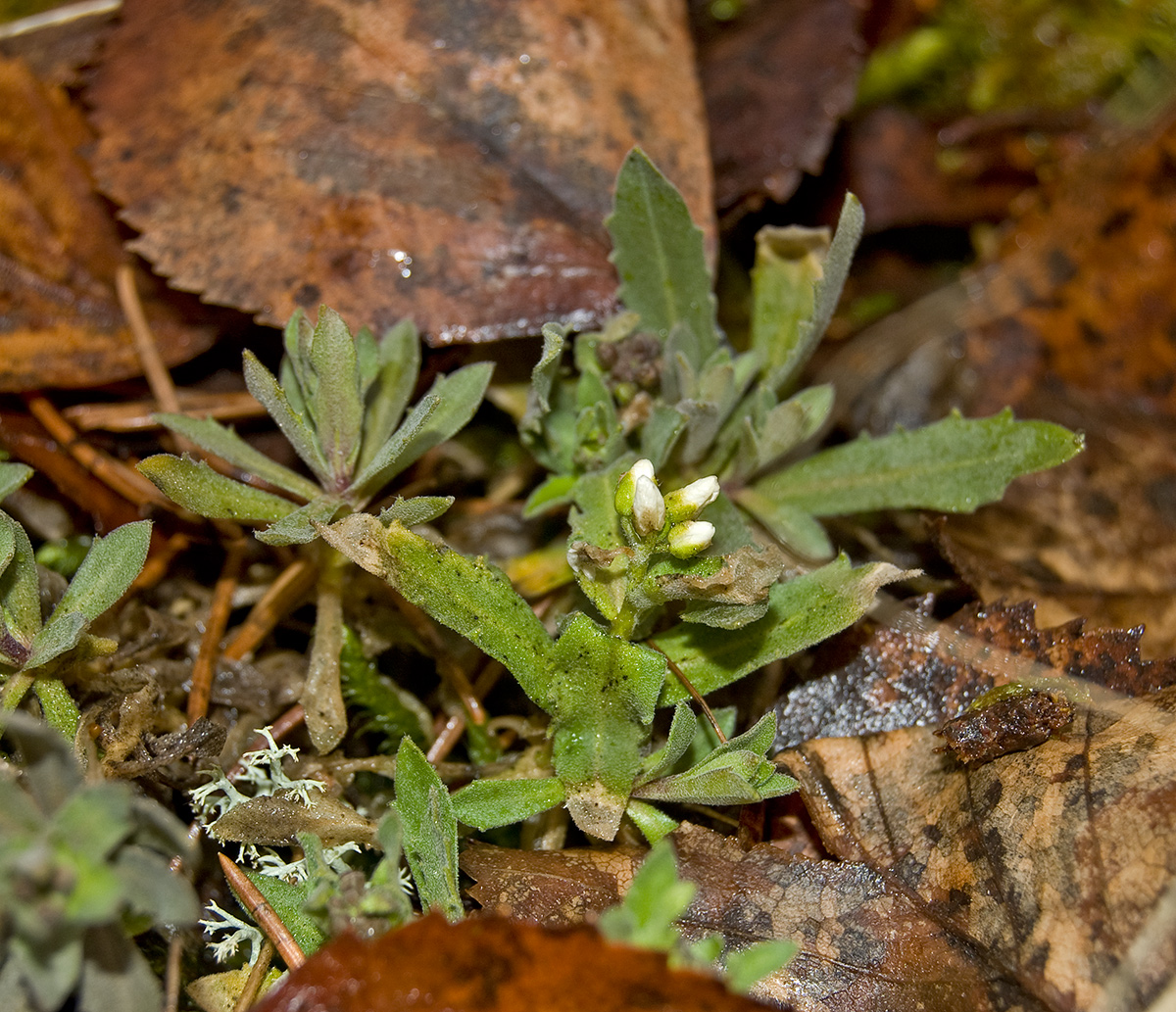 Image of Schivereckia podolica specimen.