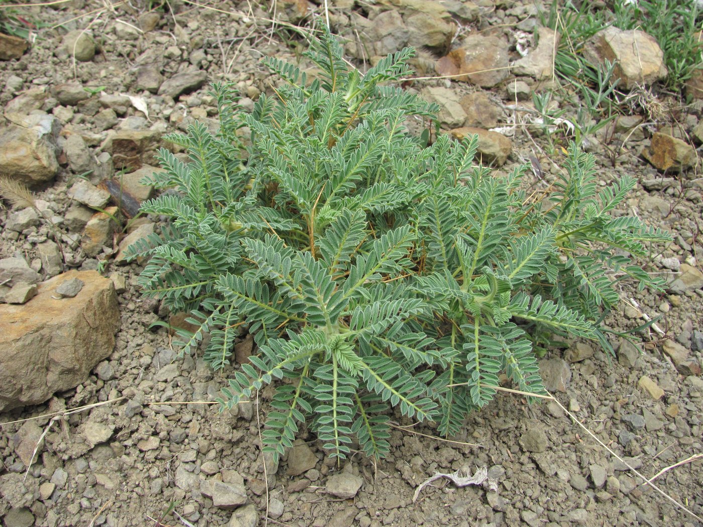 Image of genus Astracantha specimen.