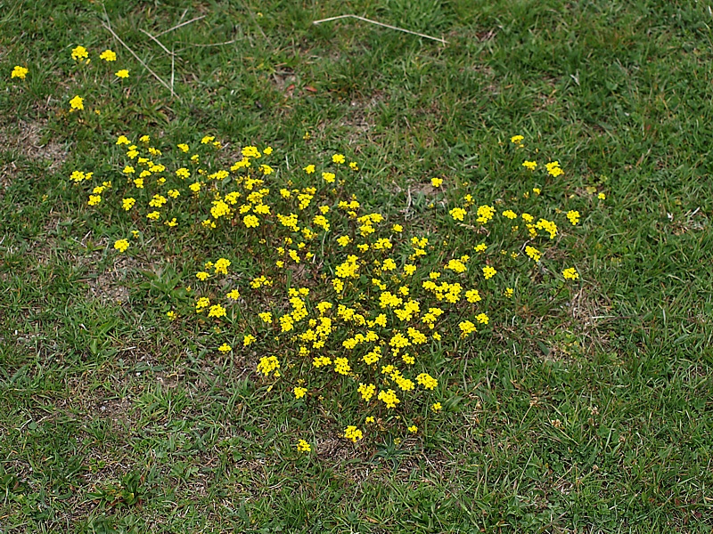 Изображение особи Draba sibirica.