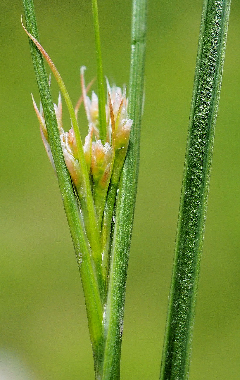 Image of Juncus leschenaultii specimen.