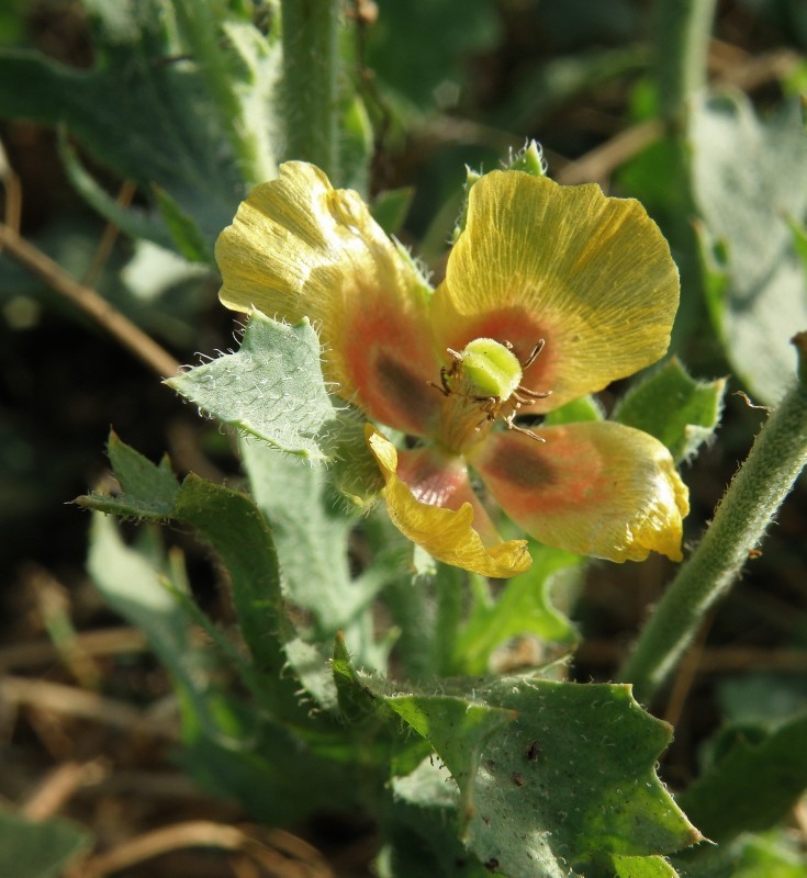 Изображение особи Glaucium corniculatum.