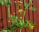 Смотреть изображение Levisticum officinale