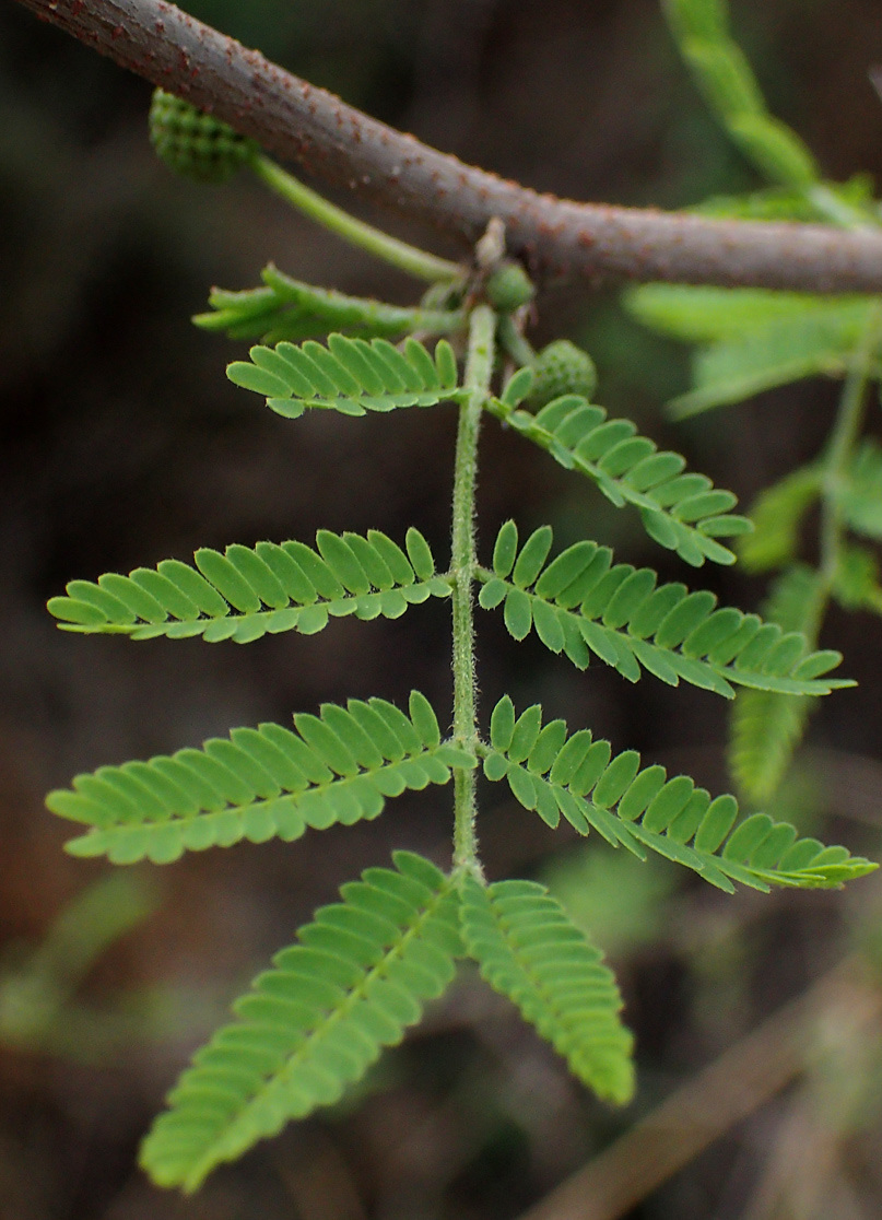 Изображение особи Vachellia farnesiana.