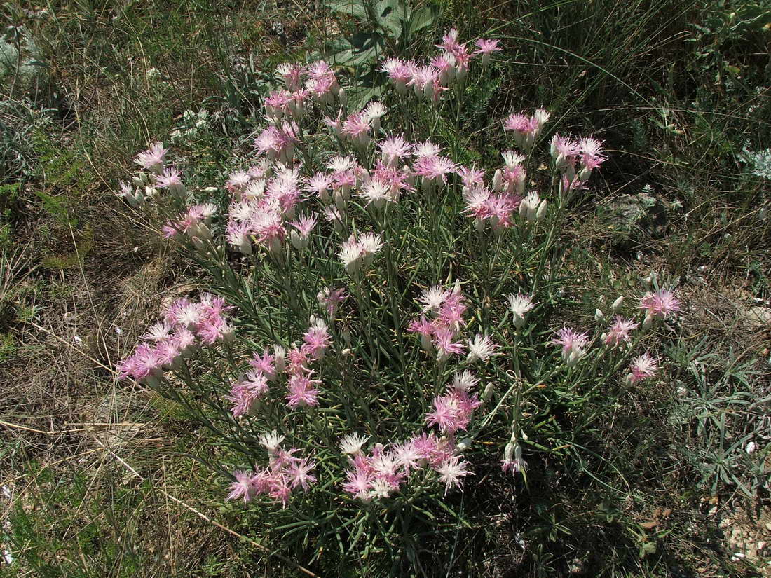 Image of Jurinea stoechadifolia specimen.