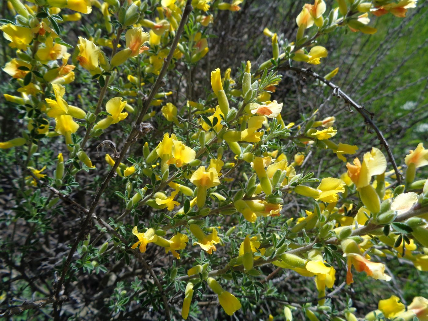 Image of Chamaecytisus ruthenicus specimen.