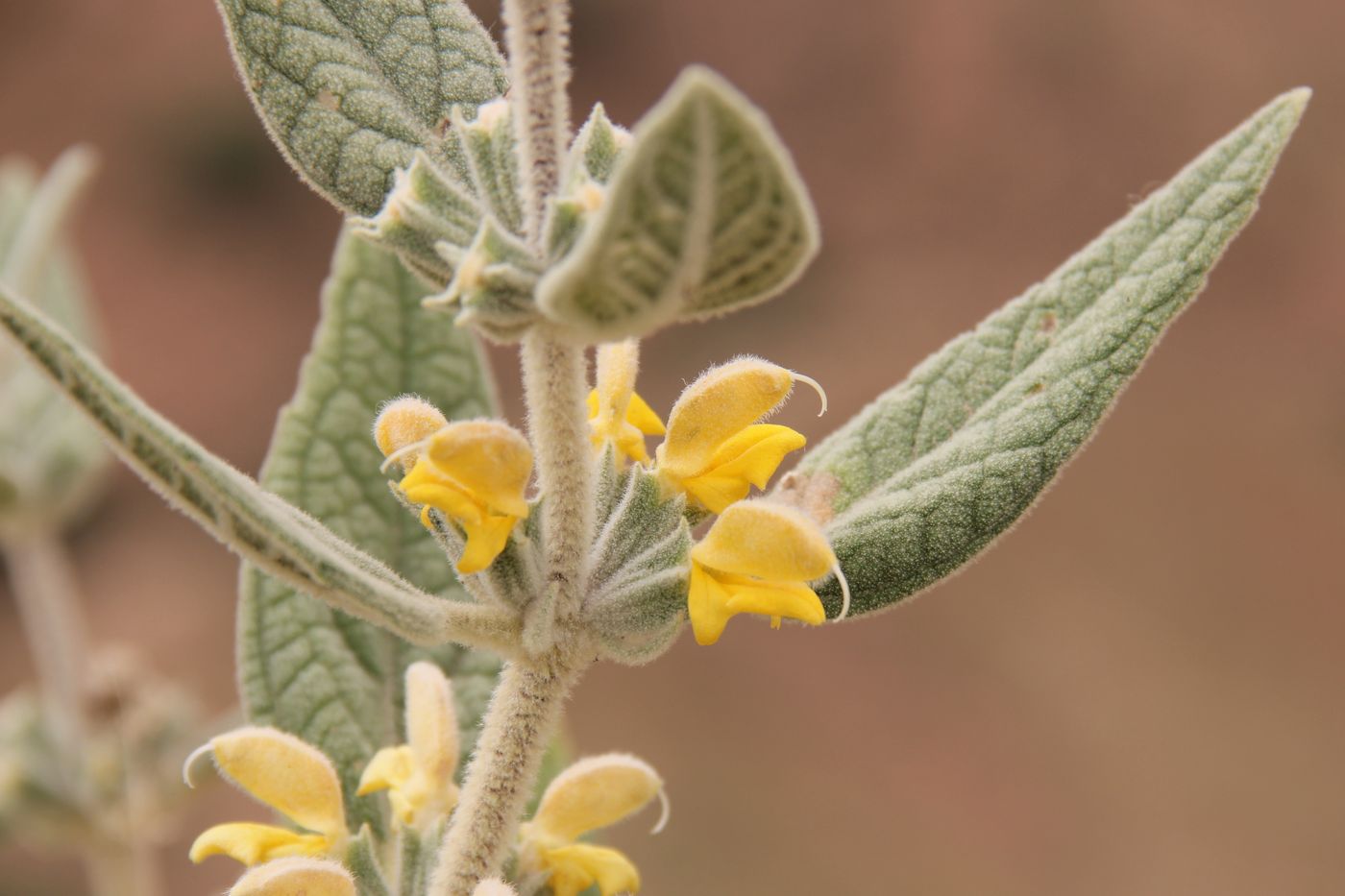 Image of Phlomis bucharica specimen.