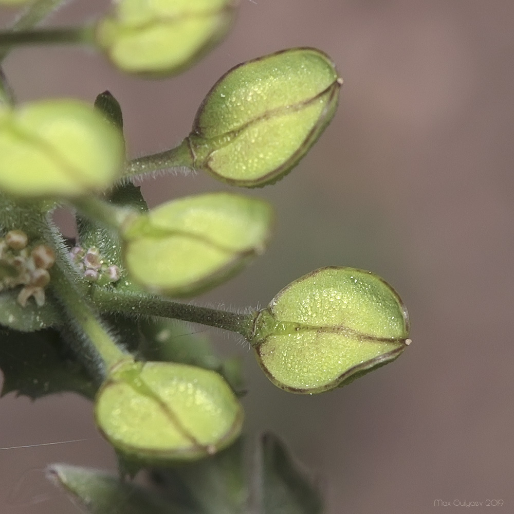 Image of Lepidium campestre specimen.