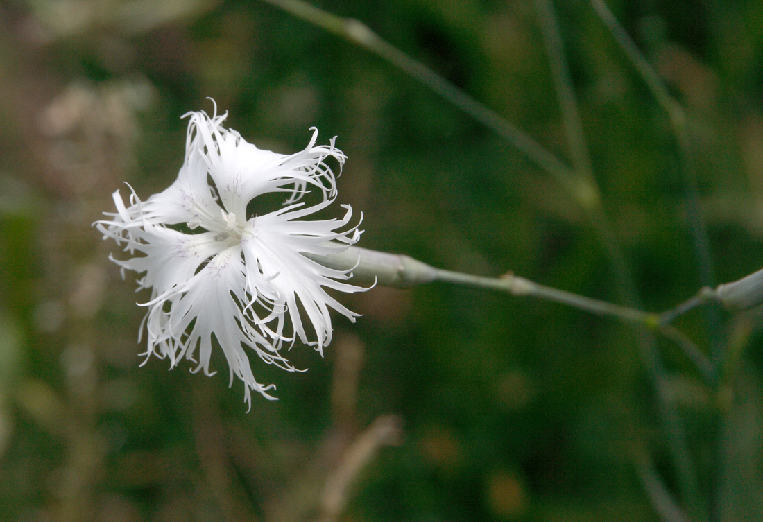 Image of Dianthus hoeltzeri specimen.