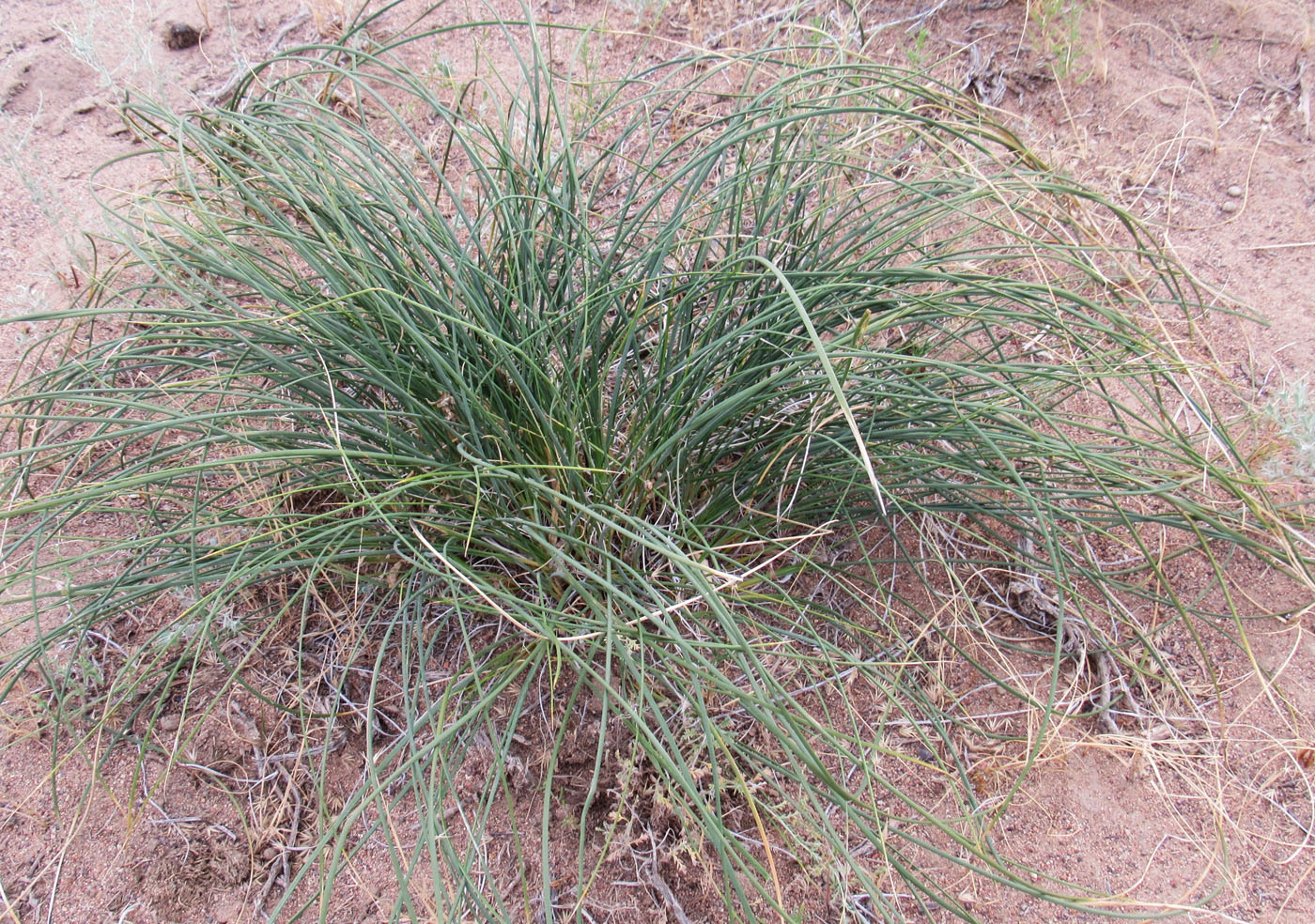 Image of Iris tenuifolia specimen.