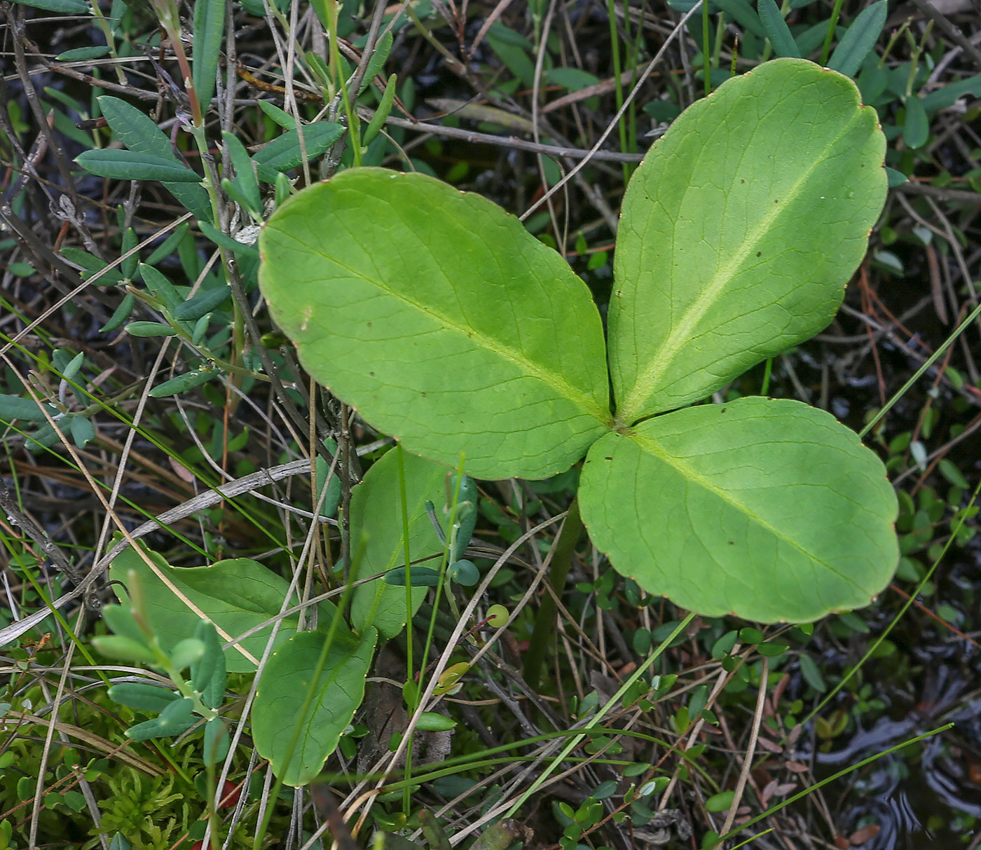 Image of Menyanthes trifoliata specimen.