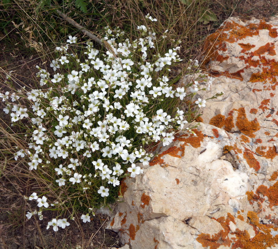 Image of genus Minuartia specimen.