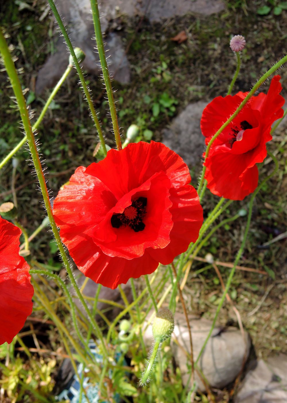 Изображение особи Papaver rhoeas.