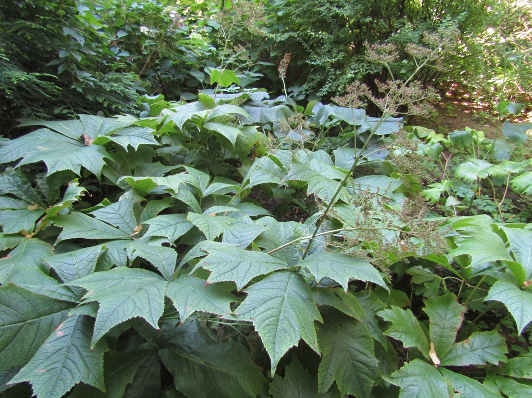 Image of Rodgersia podophylla specimen.